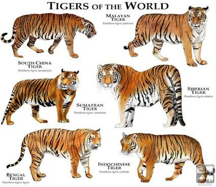 What is the strongest subspecies of tiger?