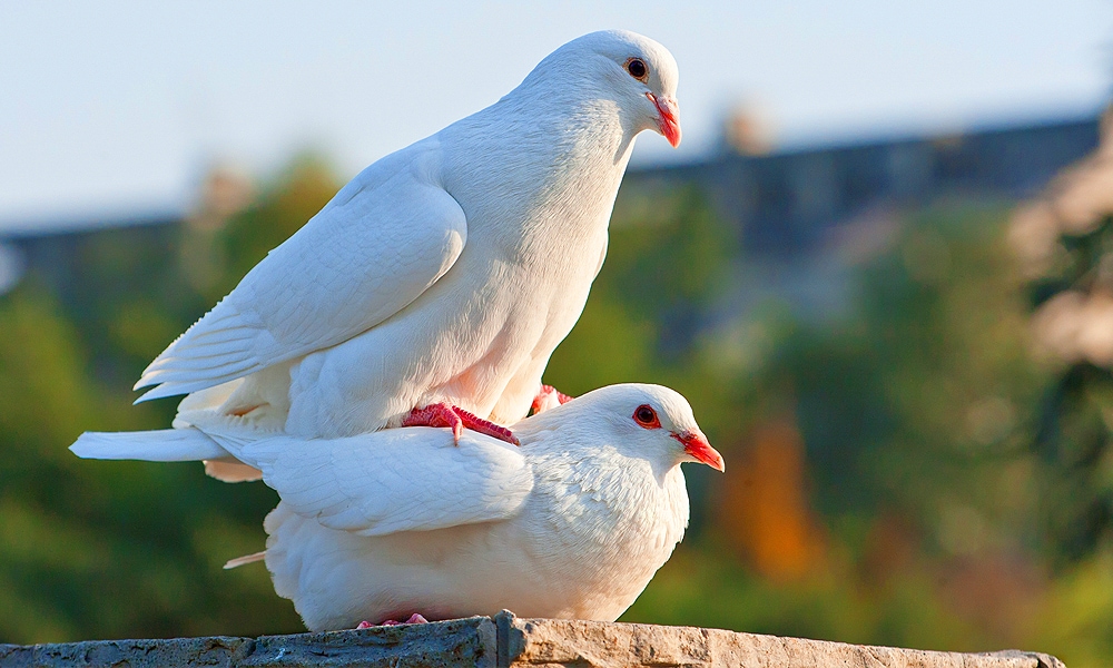 What is the symbolism of a white dove?