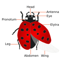 What is the taxonomy of a ladybug?
