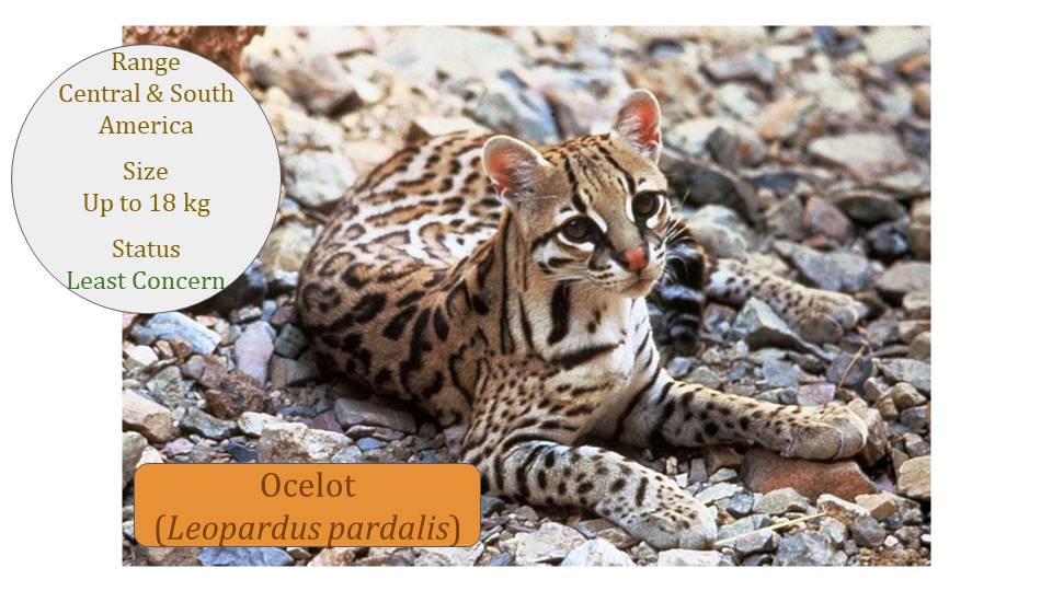 What is the taxonomy of a Ocelot?