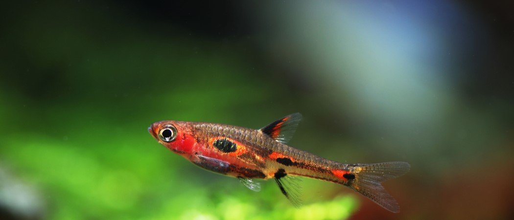 What is the third smallest fish in the world?