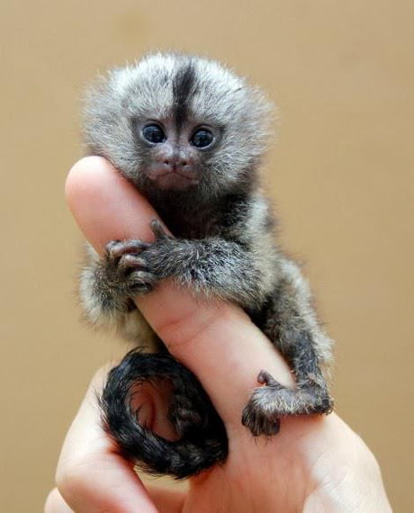 What is the tiniest monkey in the world?