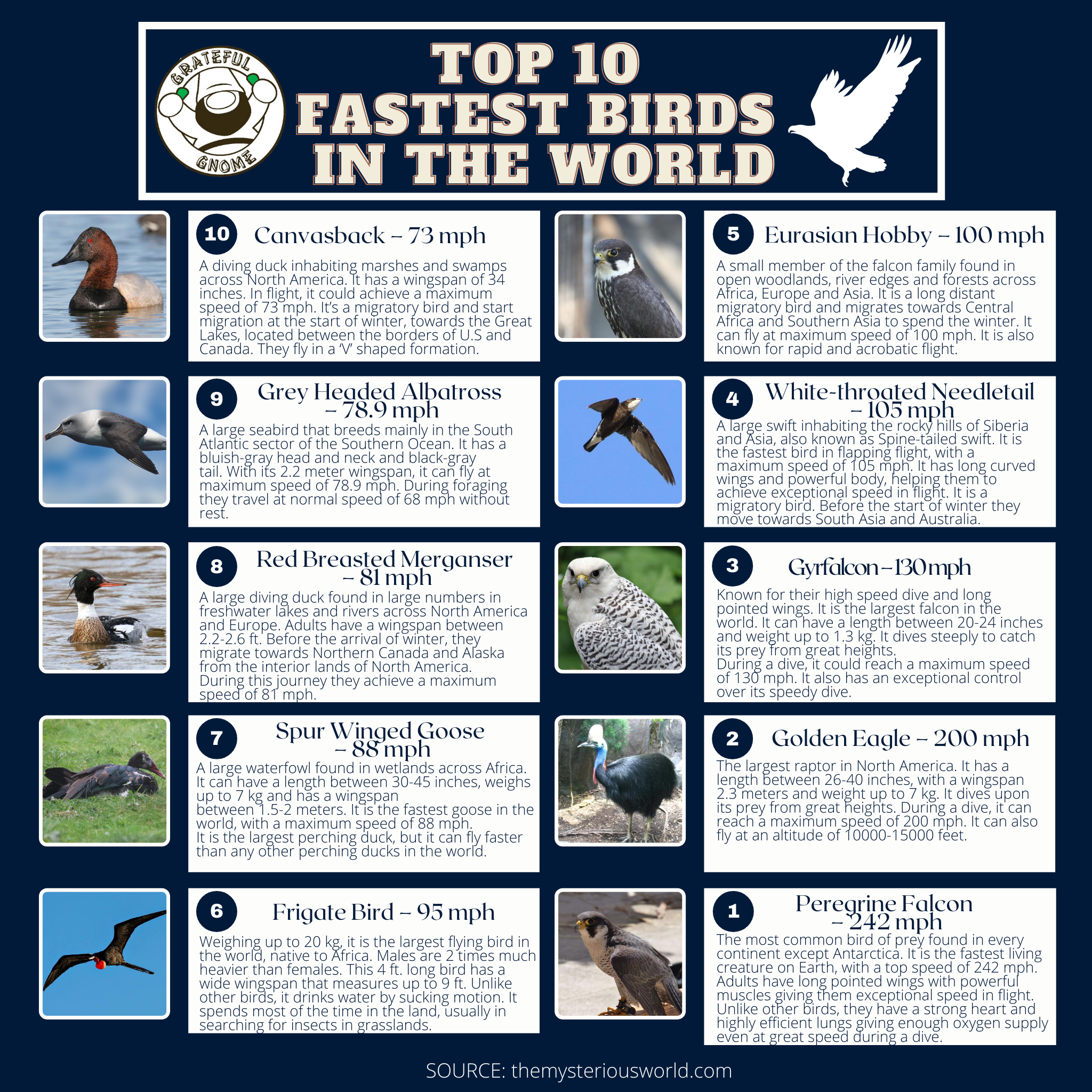 What is the top 10 fastest bird in the world?