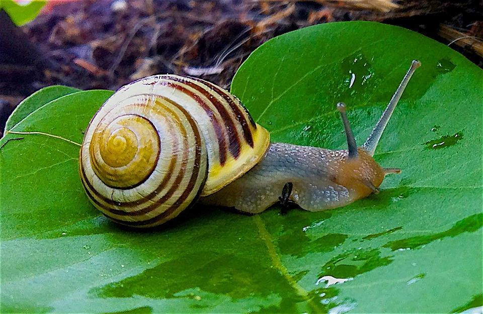 What is the top speed of garden snails?