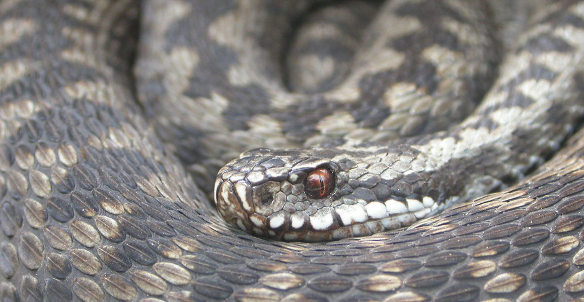 What is the UK's only poisonous snake?