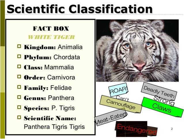 What is the White Tiger phylum?