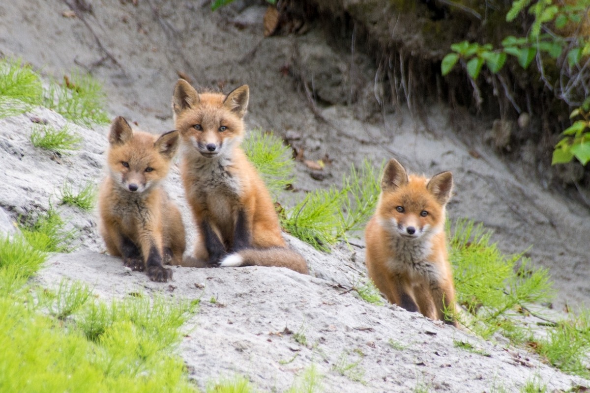 What is the word for a bunch of baby foxes?