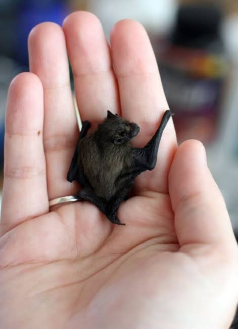 What is the world's smallest bat?