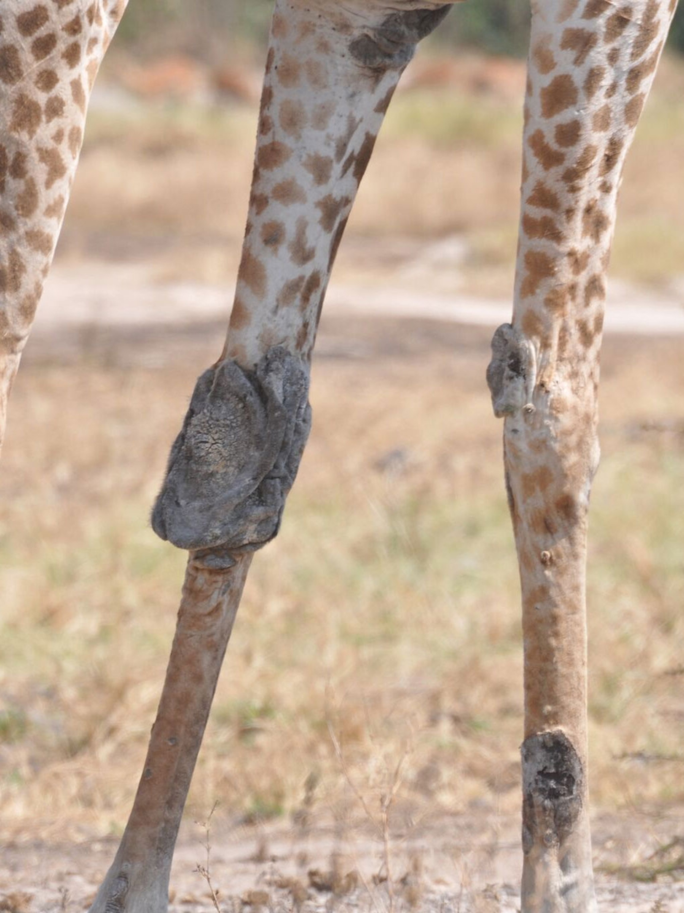 What is this new disease on giraffes?