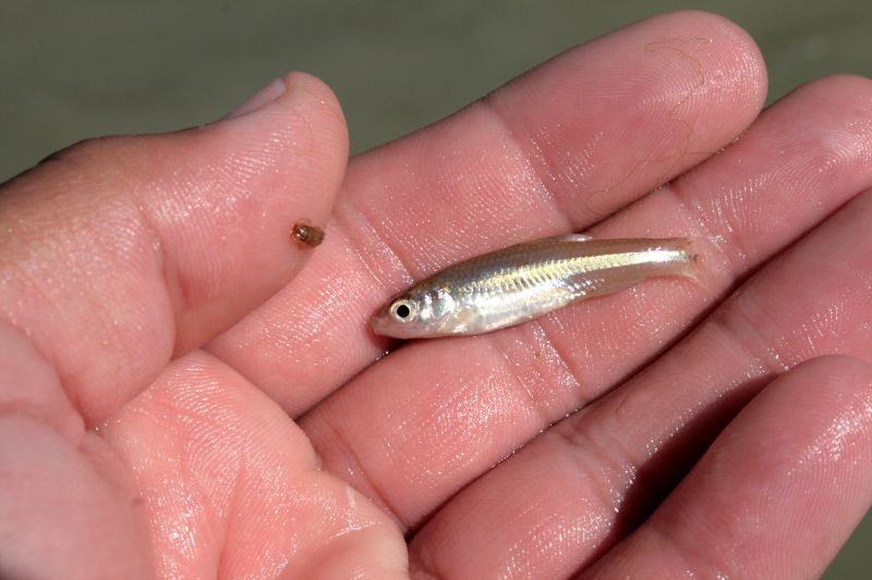 What is tiny fish?