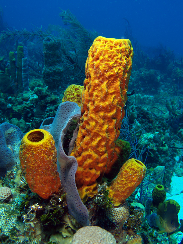 What is unique about a sea sponge?