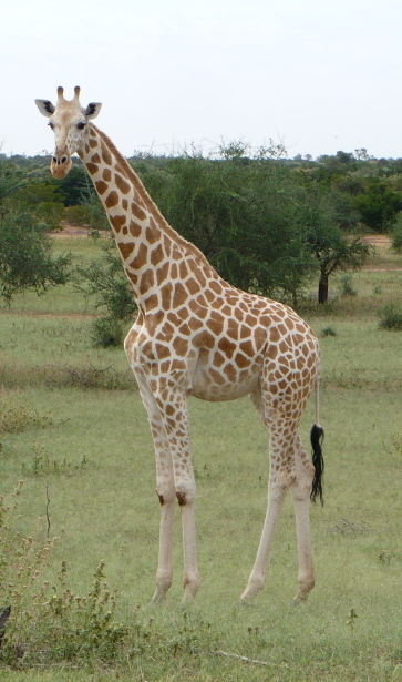 What is unique about the West African giraffe?