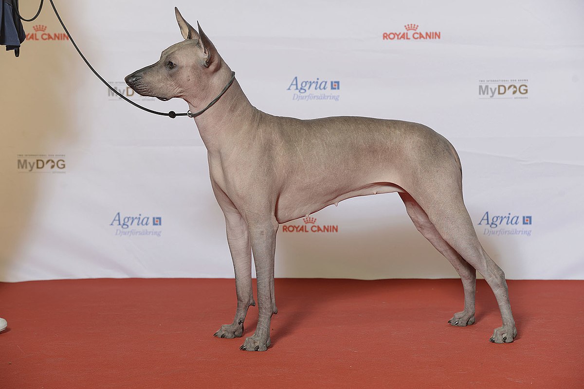 What is unique about the Xoloitzcuintli?