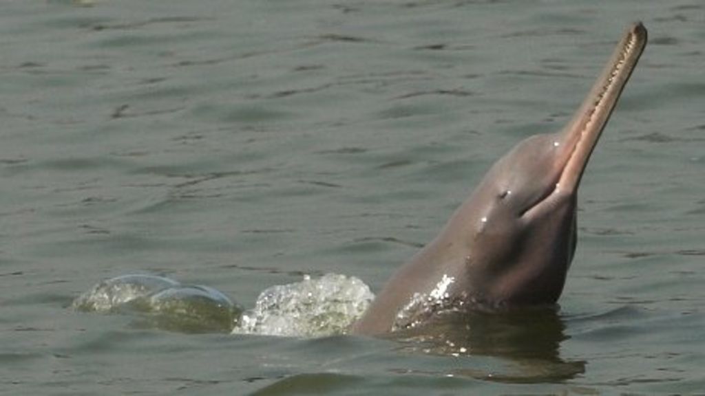 What is wrong with the Ganges river dolphin?