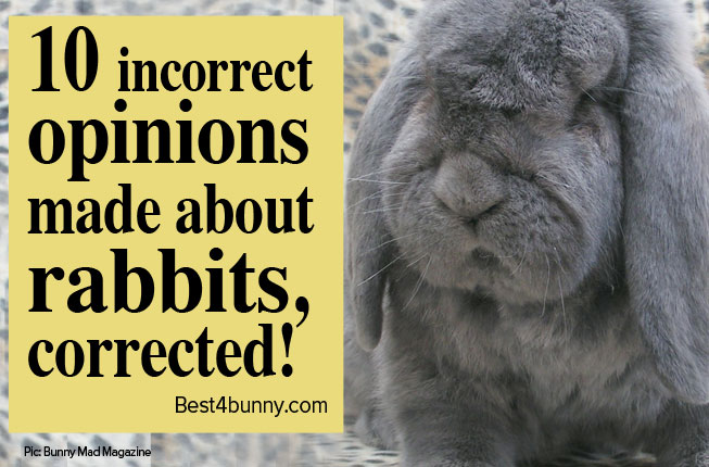 What is your opinion about rabbits are mammals?
