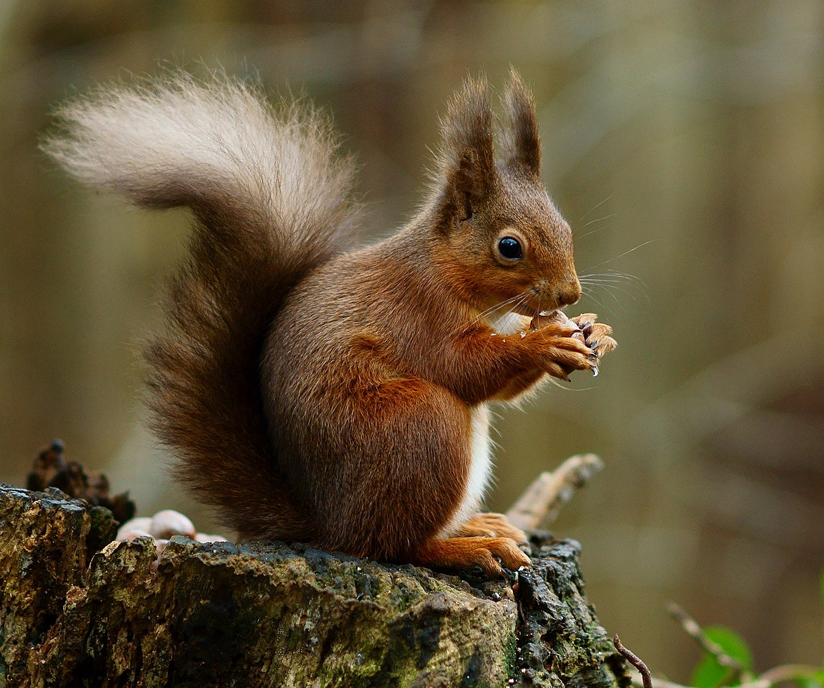 What killed the red squirrels?