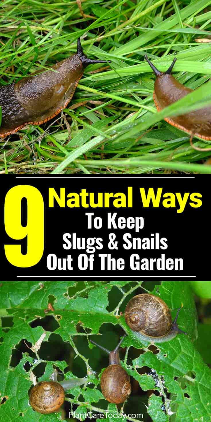 What kills slugs naturally?