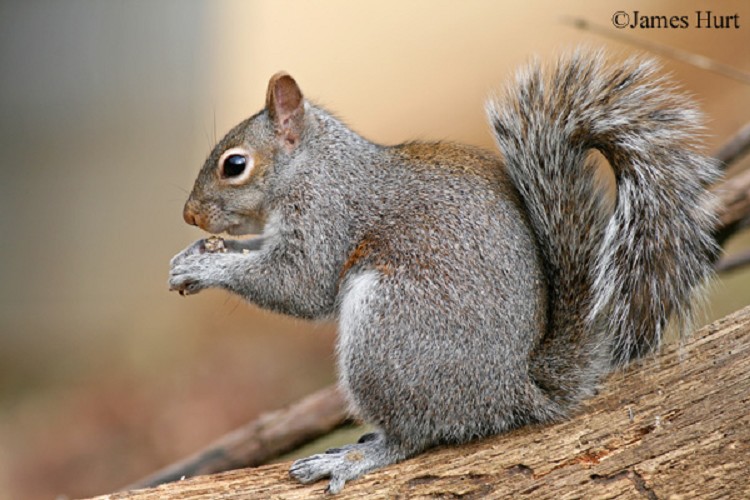 What kind of animal is an eastern gray squirrel?