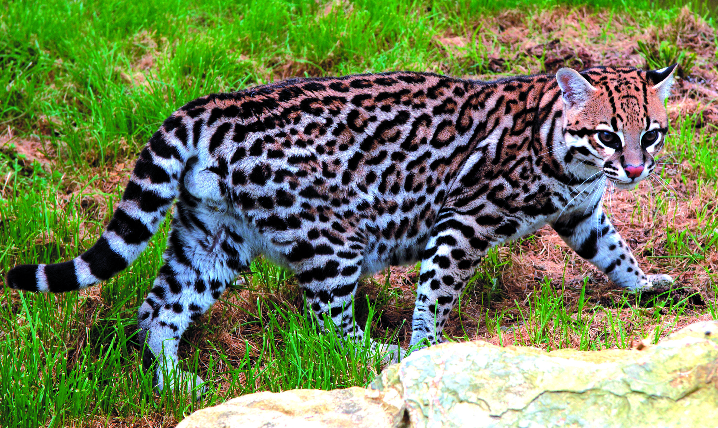 What kind of animal is an ocelot for kids?