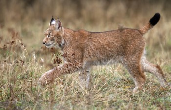 What kind of animals eat rabbits?