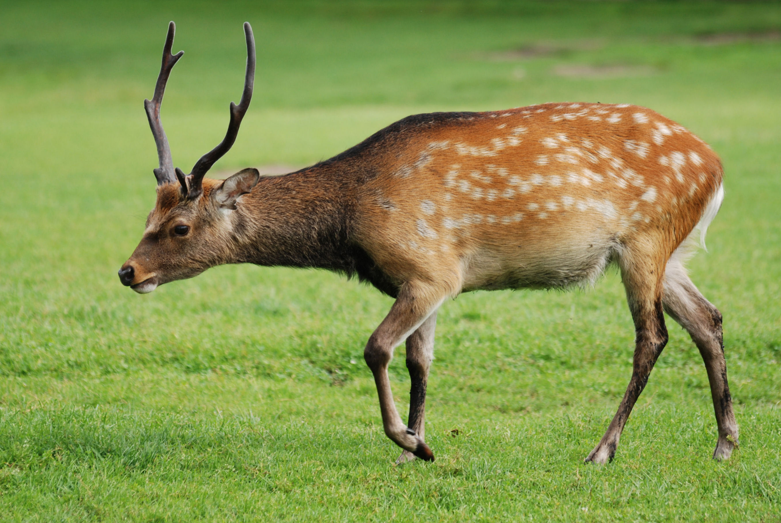 What kind of antlers do sika deer have?