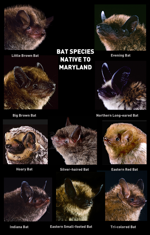 What kind of bats are small?