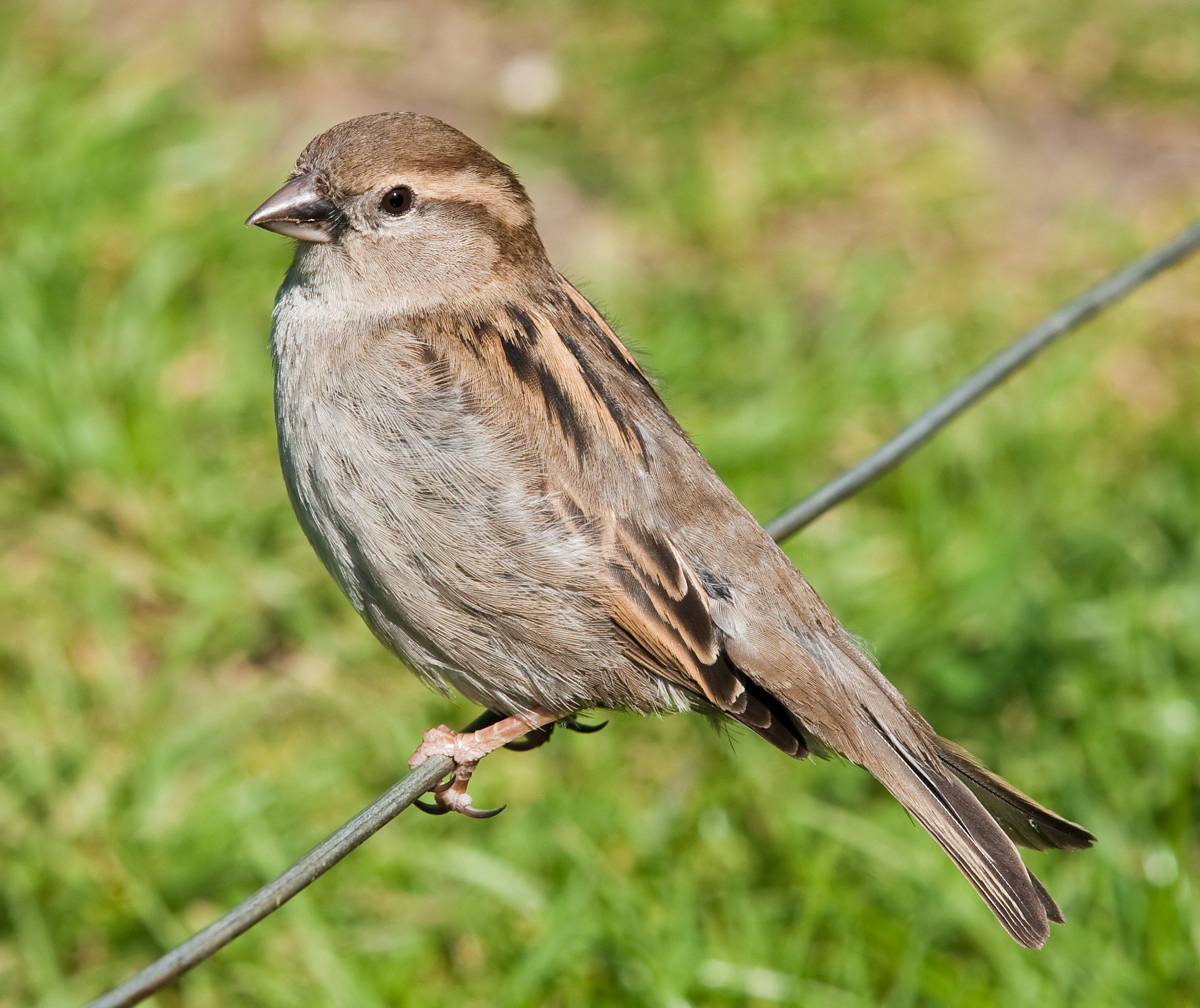 What kind of bird is a sparrow?