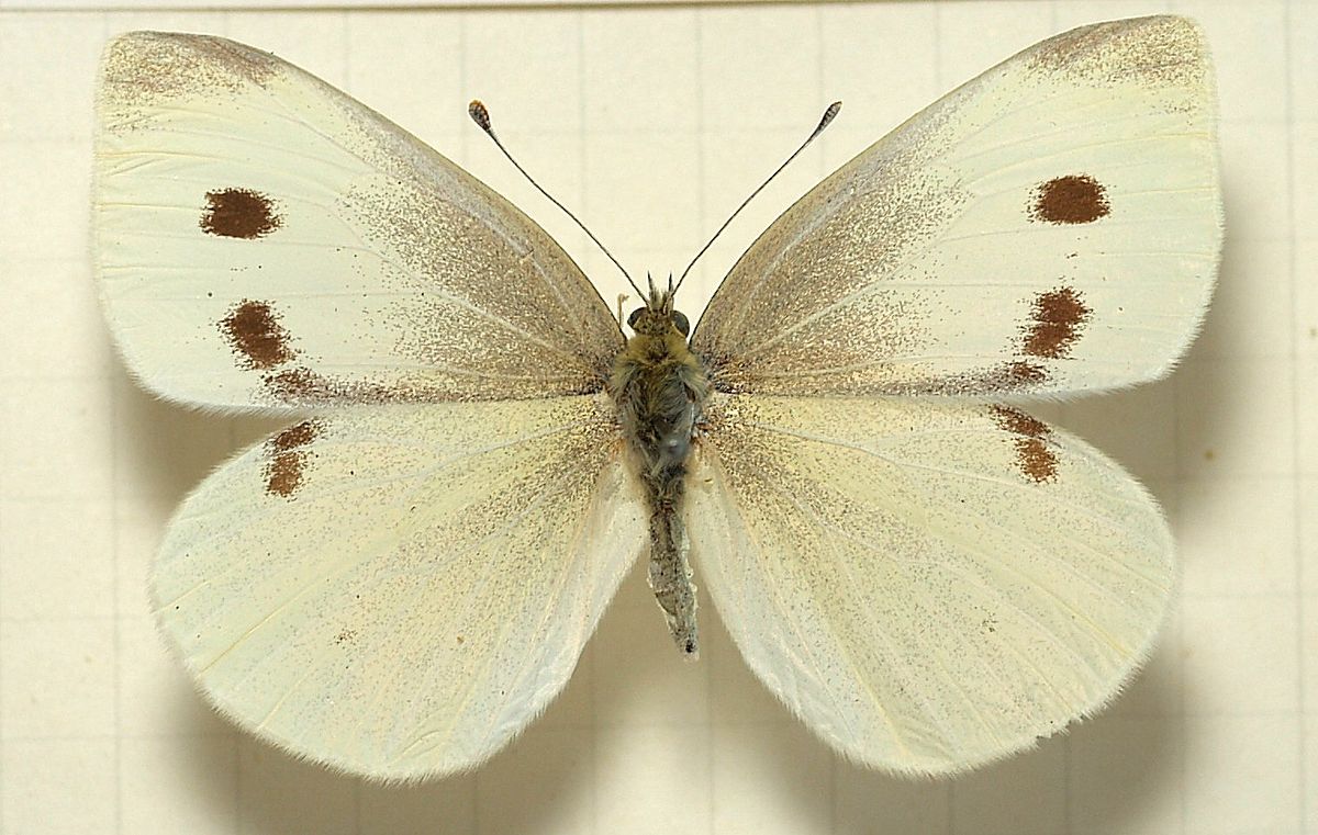 What kind of butterfly is a cabbage white?