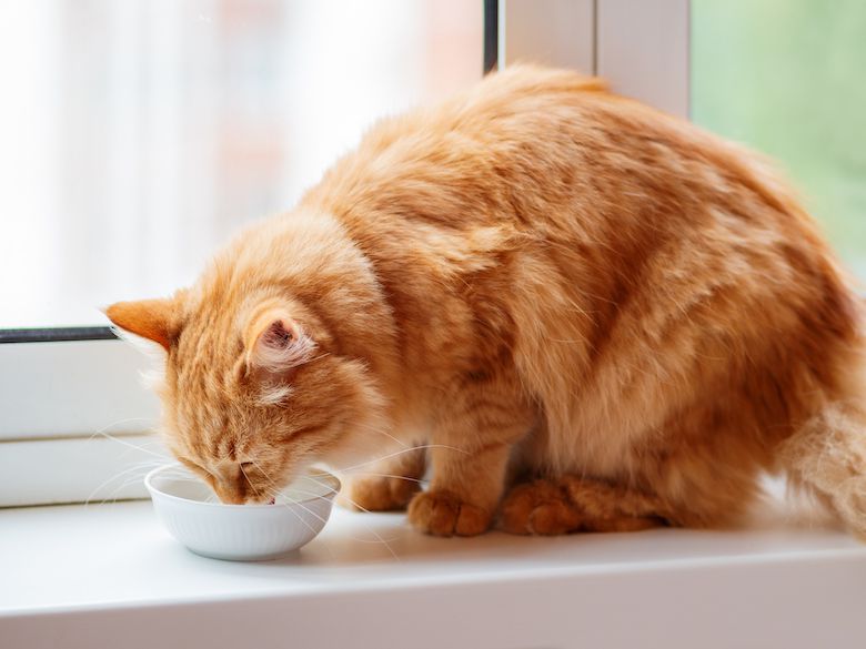 What kind of cat does not drink water?