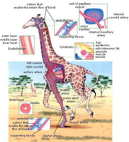 What kind of circulatory system does a giraffe have?