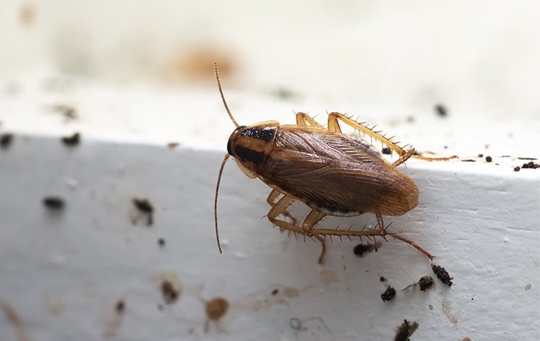 What kind of cockroaches are in Alaska?