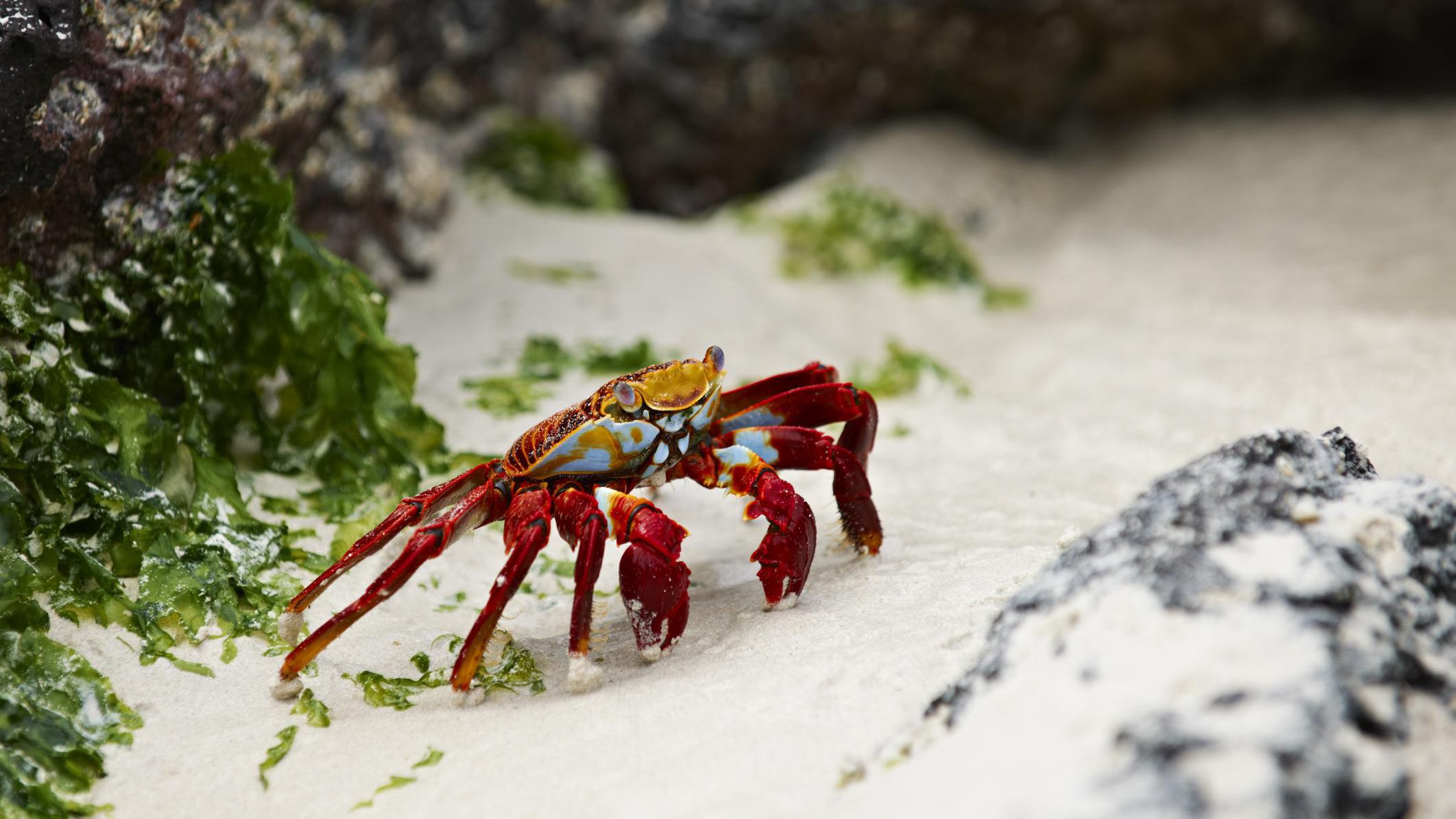 What kind of crustaceans live on the beach?