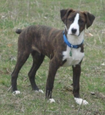 What kind of dog is a treeing cur?