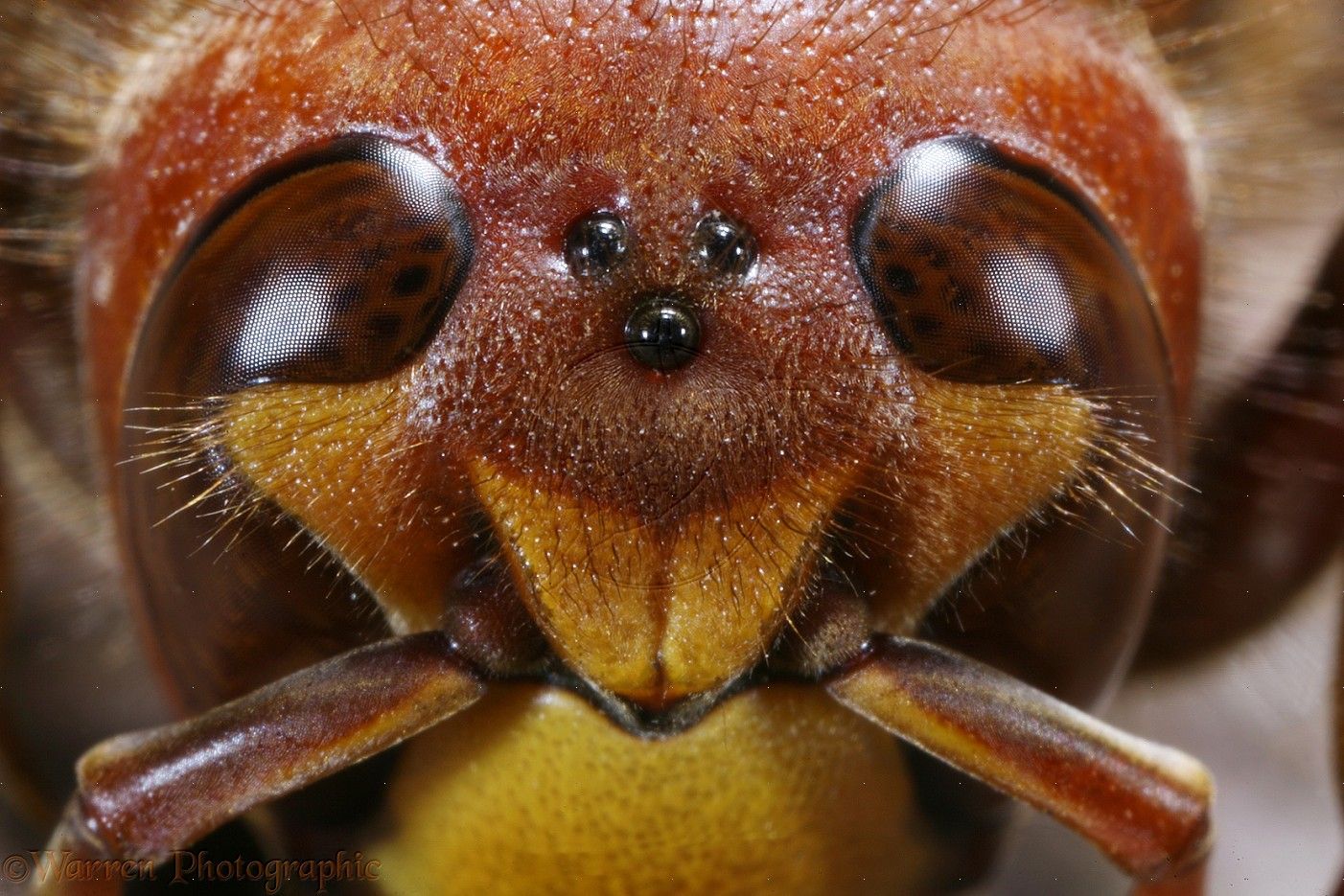 What kind of eyes do bees have?
