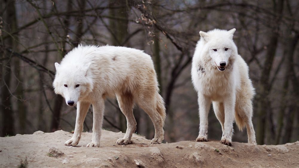 What kind of family do wolves live in?