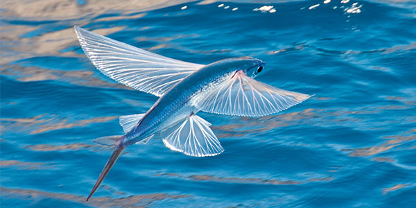 What kind of fish can fly?