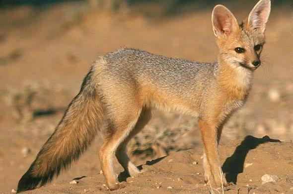 What kind of foxes live in South Africa?