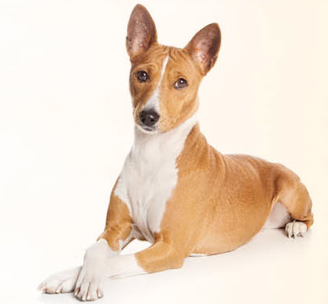 What kind of health problems do Basenjis have?