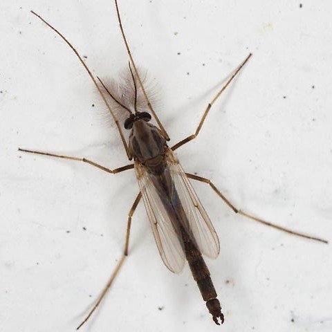 What kind of insect looks like a mosquito?