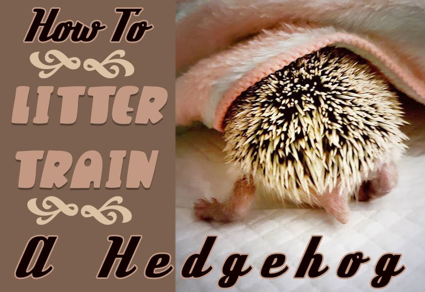 What kind of litter do hedgehogs use?