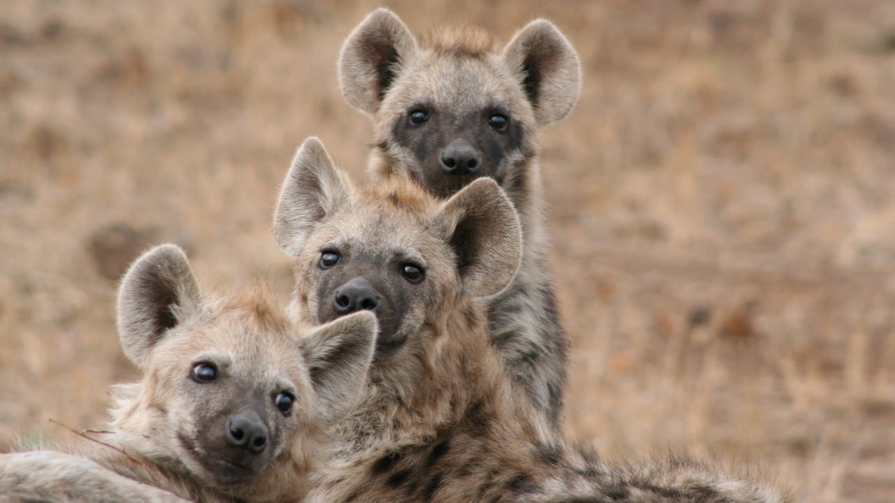 What kind of noises do hyenas make?