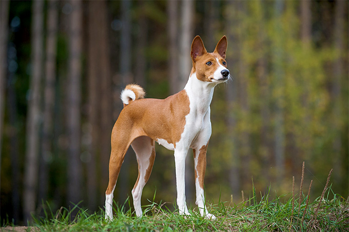 What kind of personality does a Basenji have?
