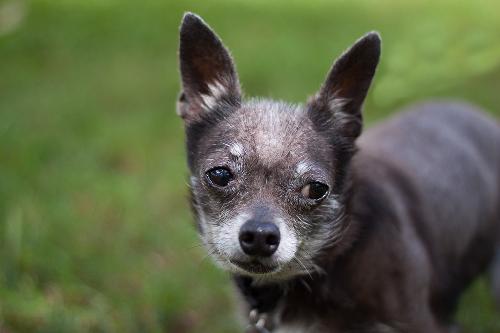 What kind of personality does a hairless Chihuahua have?
