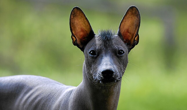 What kind of personality does a Xoloitzcuintli have?