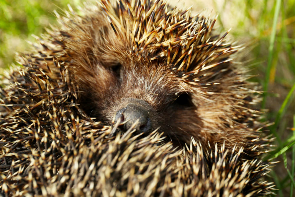 What kind of quills does a brown hedgehog have?