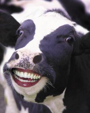 What kind of teeth do cows have?