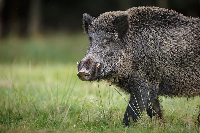 What kind of teeth does a wild boar have?