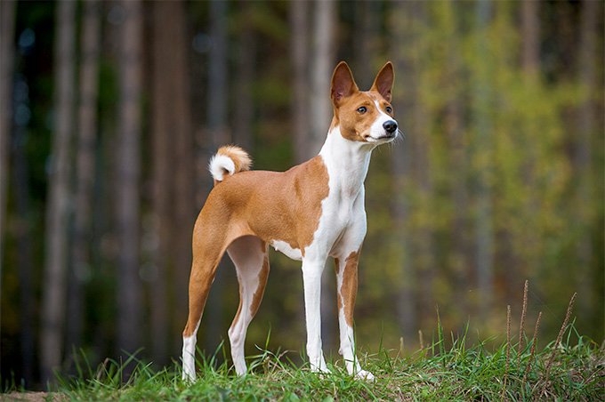 What kind of temperament does a Basenji have?