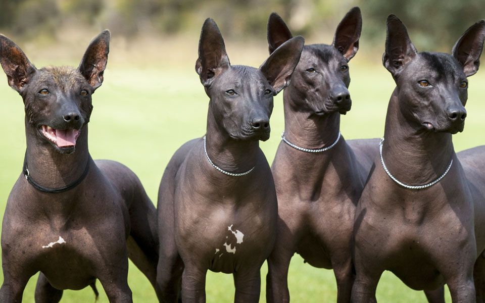 What kind of temperament does a Mexican hairless have?