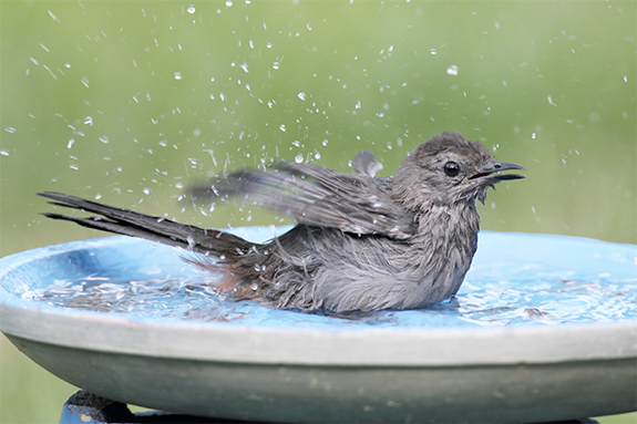 What kind of water do you use in a bird bath?
